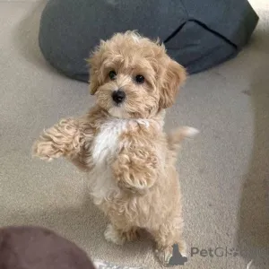 Фото №3. Белла, королева сердец и повелительница объятий.  Швейцария