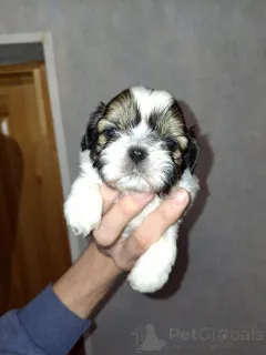 Фото №2 к объявлению №166011 о продаже лхасского апсо, мальтийскую болонку, мальтипу, пекинеса, померанского шпица, пуделя (королевского), пуделя (той), ши-тцу - купить в Эстонии частное объявление, из питомника, заводчик