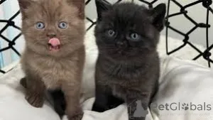 Фото №2 к объявлению №161083 о продаже британская короткошёрстная - купить в Финляндии частное объявление, заводчик