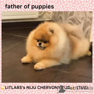 Дополнительные фото: Amazing pomeranian ! Fast delivery! guarantee small size.