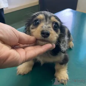 Фото №4. Продажа таксу в Хельсинки  - цена 51022₽