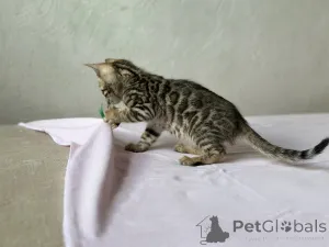 Дополнительные фото: Шикарные Бенгальские котята