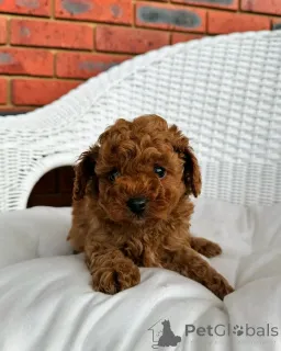 Дополнительные фото: Cavapoo-Welpen Zur Усыновление