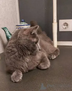 Дополнительные фото: Дымка, русская голубая в добрые руки.