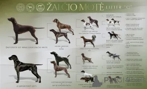 Фото №2 к объявлению №146050 о продаже курцхаара - купить в Литве заводчик