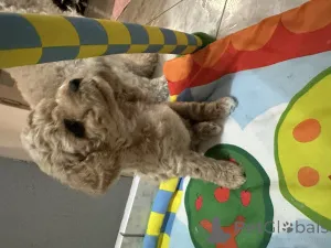 Фото №4. Продажа бишон фризе в Вроцлав заводчик - цена 143789₽