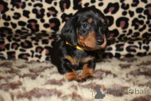 Фото №3. healthy Daschunds puppies resdy for a new home...viber me at.639463422605.  Филиппины