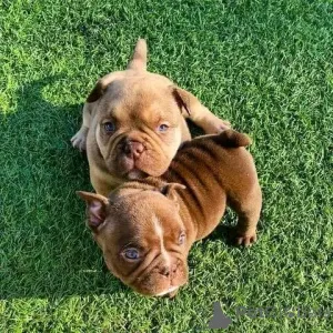 Фото №1. американский булли, американский питбультерьер - купить в Берлине за 74214₽. Объявление №137154