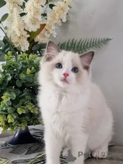 Фото №1. рэгдолл - купить в Мюнхене за договорная. Объявление №164799