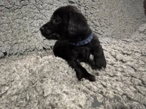 Фото №4. Продажа лабрадор-ретривера в Манчестер заводчик - цена договорная