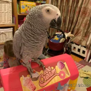 Фото №1. карело-финская лайка, кавапу, керри-блю-терьер, кромфорлендер - купить в Кэрнс за договорная. Объявление №145250