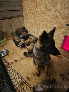 Фото №1. алано - купить в Belfast за 35251₽. Объявление №166432