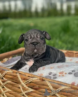 Фото №3. Щенки французских бульдогов на усыновление.  Германия