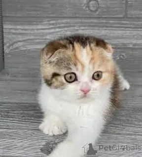 Фото №3. Шотландские вислоухие котята Schattige zoeken een nieuw thuis.. Бельгия