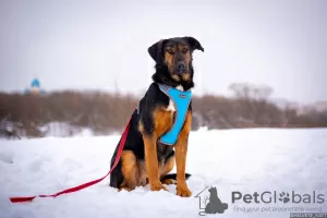 Фото №4. Продажа беспородную в Москва из приюта - цена Бесплатно