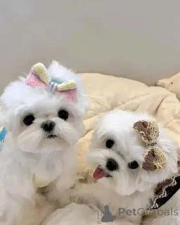 Фото №1. мальтийская болонка - купить в Берлине за 32468₽. Объявление №160059