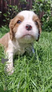 Фото №2 к объявлению №145734 о продаже американского кокер-спаниеля, английского кокер-спаниеля, английского спрингер-спаниеля, вельш-спрингер-спаниеля, ирландского водяного спаниеля, кавалер-кинг-чарльз-спаниеля, кинг-чарльз-спаниеля, кламбер-спаниеля, русского охотничьего спаниеля, тибетского спаниеля - купить в Латвии частное объявление, из питомника, заводчик