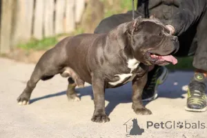 Дополнительные фото: Американские карманные щенки хулигана