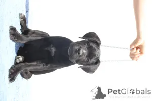 Фото №3. Честер из SPQR Corso FCI Pedigree.  Румыния