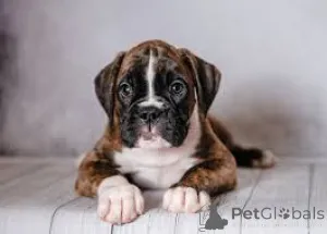 Дополнительные фото: Boxerwelpen