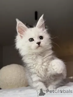 Дополнительные фото: Котенок мейнкун