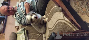 Дополнительные фото: Красивый миниатюрный блю-мерль МАС