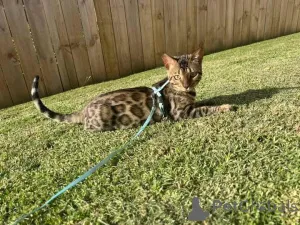 Фото №2 к объявлению №153217 о продаже бенгальская - купить в Швеции частное объявление