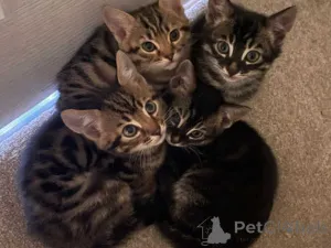 Фото №1. бенгальская - купить в Дворянство за 32468₽. Объявление №151632