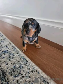 Фото №2 к объявлению №163148 о продаже таксу - купить в Финляндии частное объявление, из приюта