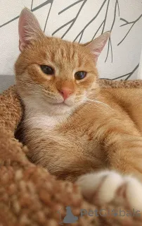 Фото №3. Котик-подросток Василий ищет дом. Россия