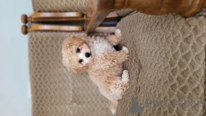 Фото №4. Продажа мальтипу в Бельцы частное объявление - цена договорная