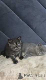 Фото №4. Продам шотландскую (скоттиш страйт) в Чикаго частное объявление - цена 59139₽