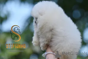 Дополнительные фото: Померанский Шпиц Бу