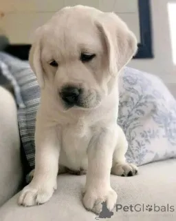 Фото №3. Вы ищете верного, игривого и ласкового компаньона? Не ищите ничего, кроме этих.  Бельгия