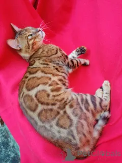 Фото №1. бенгальская - купить в Уфе за 700000₽. Объявление №150615