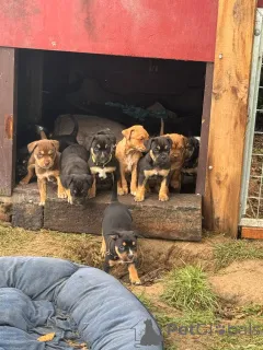 Фото №1.  - купить в Greensboro за Бесплатно. Объявление №139137