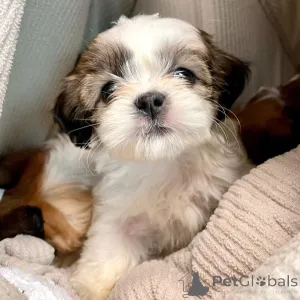 Фото №3. Щенки сегодня от ветеринара и готовы присоединиться к своей новой семье. Для.  Россия