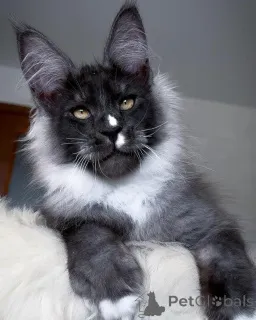 Фото №1. мейн-кун - купить в Дегерби за договорная. Объявление №156253