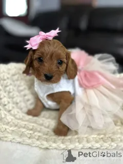 Фото №2 к объявлению №154341 о продаже кинг-чарльз-спаниеля - купить в США заводчик