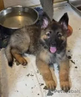 Фото №3. Prachtige Duitse Herder щенки и кооп.  Бельгия