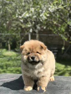 Дополнительные фото: Чоу -чау щенки для продажи! Štenci na prodaju!