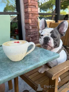 Фото №1. французский бульдог - купить в Лондонский район Камден за 46384₽. Объявление №155341