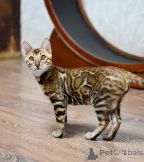 Фото №3. Бенгальские котята с родословной. Беларусь