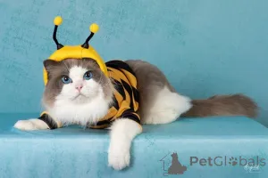 Фото №2 к объявлению №156261 о продаже рэгдолл - купить в Дании частное объявление