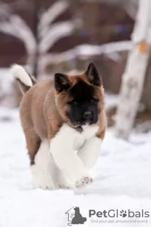 Фото №3. Puppy American Akita.  Беларусь