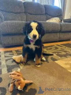 Фото №3. Щеньента Берненского Пса Пастерского на Спшедаже.  Польша