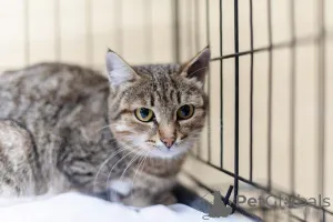 Фото №3. Спокойная и ласковая Анфиса ищет дом.. Россия