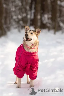 Фото №4. Продажа беспородную в Москве реке частное объявление - цена Бесплатно