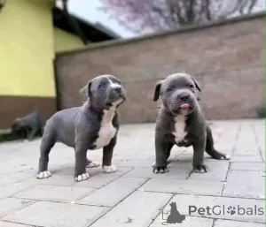 Фото №3. Американский Pitbull Terrier Welpen Zur Усыновление Verfügbar.  Германия