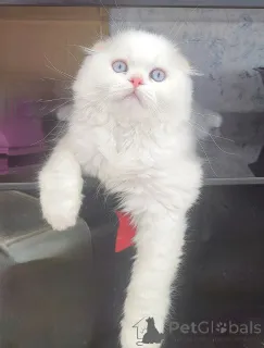 Дополнительные фото: Шотландские котята